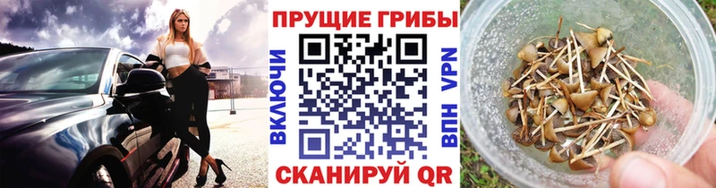 как найти наркотики  blacksprut ТОР  Галлюциногенные грибы Psilocybe  Болгар 